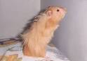 Hamster, Teddy hamster Care