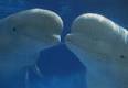 Beluga Whales