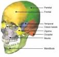 Figura 1 - <b>Ossos</b> da face.