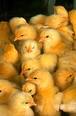 200px-More_chicks.jpg