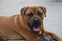 How to Stop a Dog From Digging &amp; Escaping | eHow.