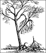 G6867 First Aid for Storm-Damaged Trees | University of Missouri ...