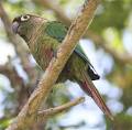 Birdfinders – Birdwatching Holidays – Brazil