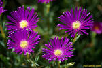 Fotos De Flores Bonitas