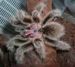 Chilean rose tarantula - Wikipedia, the free encyclopedia