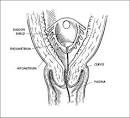 SSRI DISCUSSION FORUM: Dalkon Shield