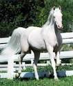images?q=tbn:ANd9GcQDZl0llC7NqlXkscq2qPIcidlgrnnsWnVdVxrZ1zR9RfQ6qaXNIizCZQ