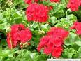 HGIC 1164 Geranium : Extension : Clemson University : South Carolina