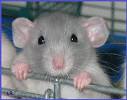 Dumbo Rats | Rats For Sale