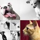 Pet Photography by Amanda Jones | Apartment Therapy