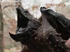Care Sheet - Alligator Snapping Turtle