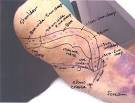 Michigan <b>Vascular</b> Access