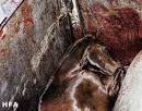 Horse racing - Society for the Advancement of Animal Wellbeing