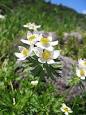 Anemone - Wikipedia, the free encyclopedia