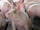 Hog farmers succumbing to high corn prices | Minnesota Public ...
