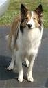 Scotch Collie Information and Pictures, Scotch Collies, Farm ...