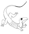 Lizard coloring page