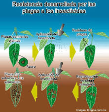 Image result for Plagas del campo-Resistencia a los pesticidas