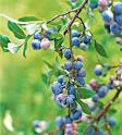 <b>Blueberry</b>