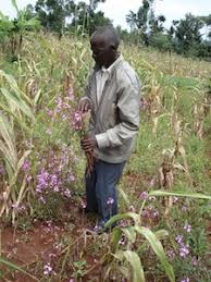 ... off the produce from last season\u0026#39;s harvest, Robert Oduor is counting his losses after the deadly Striga weed infested his one-hectare maize field. - 107110-20120318