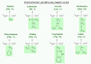 Amino Acids