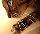 File:Cats whiskers.jpg - Wikipedia, the free encyclopedia