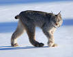 Lynx - Wikipedia, the free encyclopedia