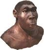 Early Human Evolution: Homo ergaster and erectus