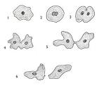 Amoeba <b>Reproduction</b> 1.