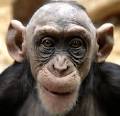 Chimp vs. Pacman
