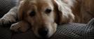 Pet Custody Law Considered in Maryland