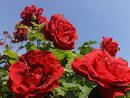 the most beautiful flower in the world