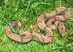 Home | Stöckl - Die Nr.1 Boa constrictor Seite im Internet