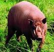 Babirusa - pictures and facts