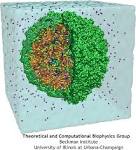 Molecular Dynamics of Viruses
