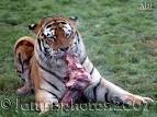 Carnivore Pictures