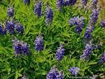 Foothills Life Zones Plants and Trees