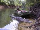 American alligator on coast - via Daymix