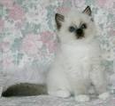 Ragdoll Cats, Ragdoll Kittens