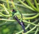 Cozumel Emerald - BirdForum Opus