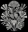 Ernst Haeckel and Art Forms in Nature
