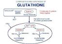 Glutathione