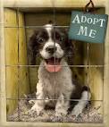 Animal Shelter - Elba Alabama