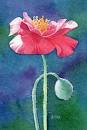 POPPY flower watercolor painting by Barbara Fox, original painting ...