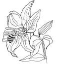 Flowers coloring page