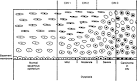 Global Library of Women's Medicine - Cervical Intraepithelial ...