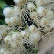 Root - Wikipedia, the free encyclopedia