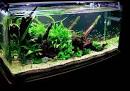 Tips to buy the right aquarium for your pet fish   Pet Food Pet