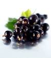 Black Currant Powder, Herbal Extract, Black Currant Powder ...