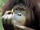How Important Are Animal Feelings